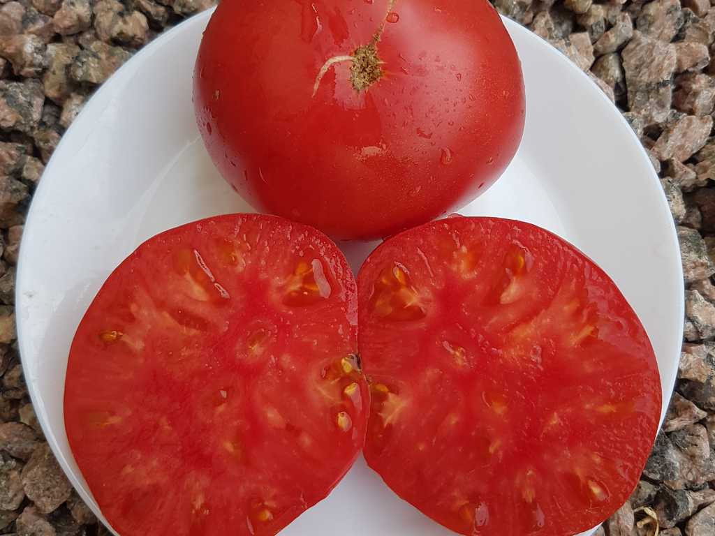 Brandywine Sudduth’s Strain